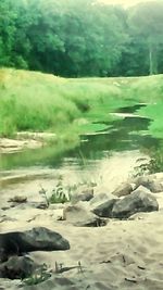 Reflection of trees in pond