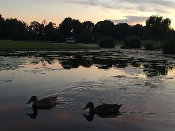 Swans swimming in lake