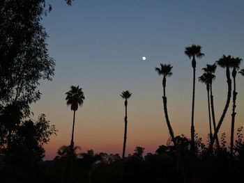 Low angle view of palm trees against clear sky