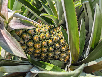 Close-up of fruits growing on plant