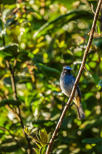 Bird perching on a branch