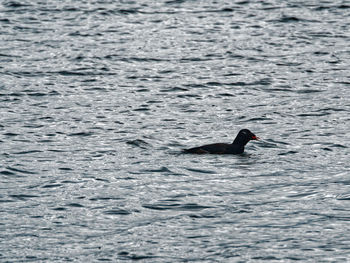 Duck swimming in water