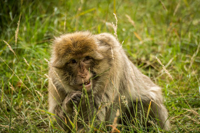 Close-up of monkey eating grass on field