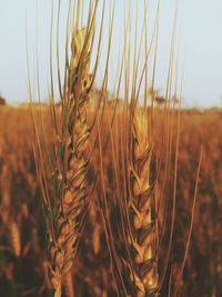 Close-up of wheat field against sky