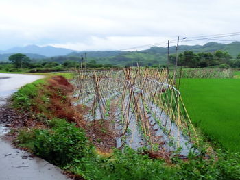 Scenic view of agricultural field against sky