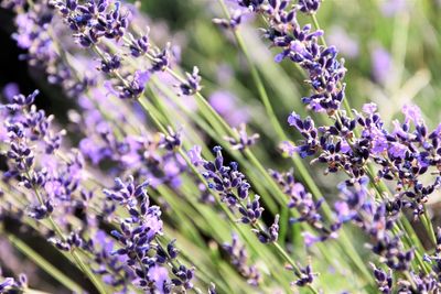 Close-up of bumblebee on purple flowering plants