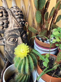 High angle view of potted plants