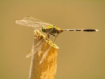 Close-up of dragonfly on twig