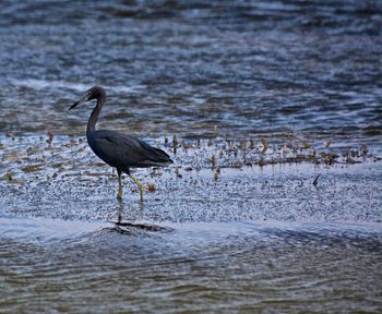 Gray heron on sea shore