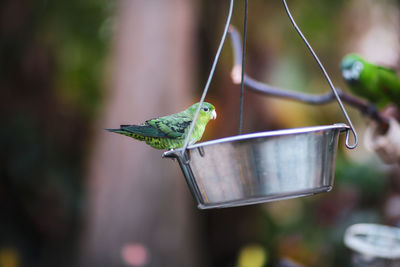 Close-up of bird feeder