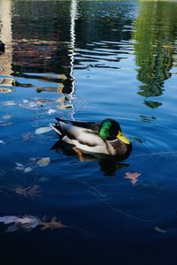 Duck swimming in a lake