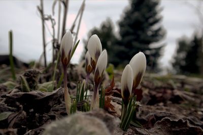 Close-up of white crocus flowers on field