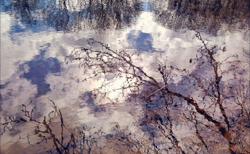 Reflection of trees in water