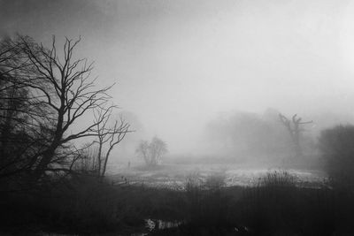 View of trees in foggy weather