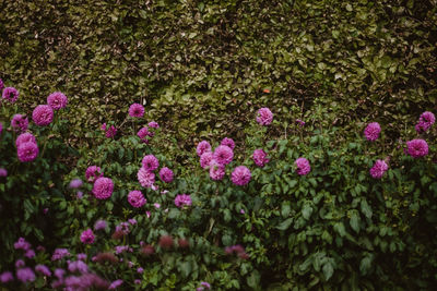 Close-up of pink flowering plants on field