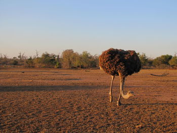 View of an ostrich against sky in swaziland, africa 