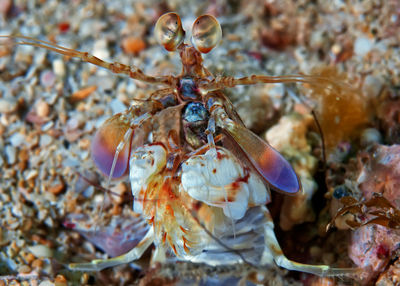 Close-up of insect on sea shore