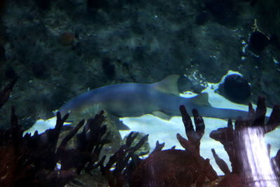 Fish swimming in aquarium