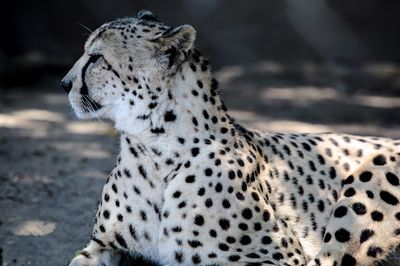 Close-up of a cat