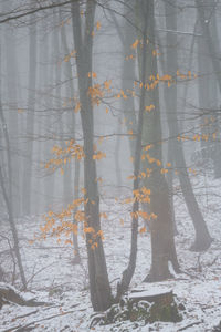 Close-up of tree in forest