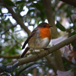 Close-up of bird perching on branch