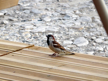 High angle view of bird perching on wood