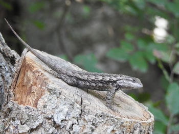 Close-up of lizard on wood in forest