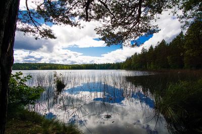 Scenic view of lake in forest against sky