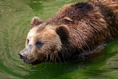 Kamchatka brown bear ursus arctos beringians in water.
