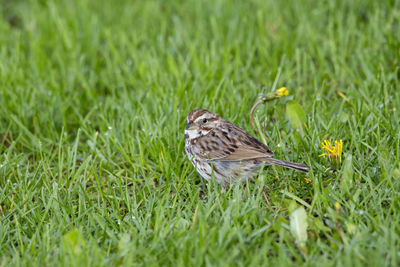 Small song sparrow standing in dewy lawn next to dandelion in the spring