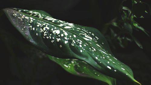 Close-up of wet spider on plant