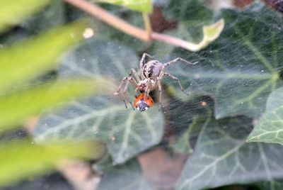 Close-up of spider on web