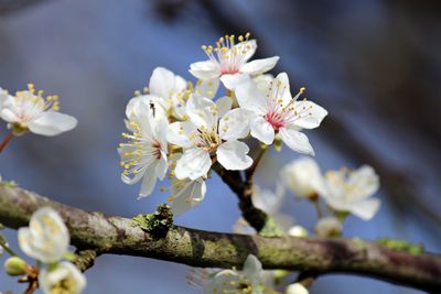 Close-up of cherry blossoms