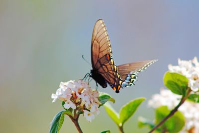 Close-up of butterfly on flower