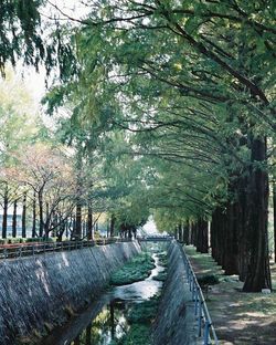 Trees in forest