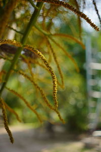 Close-up of plant