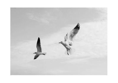 Seagulls flying in the sky