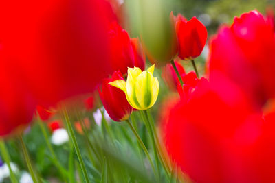 Close-up of red tulip