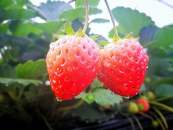 Close-up of strawberry on plant