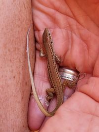 Close-up of human hand holding lizard