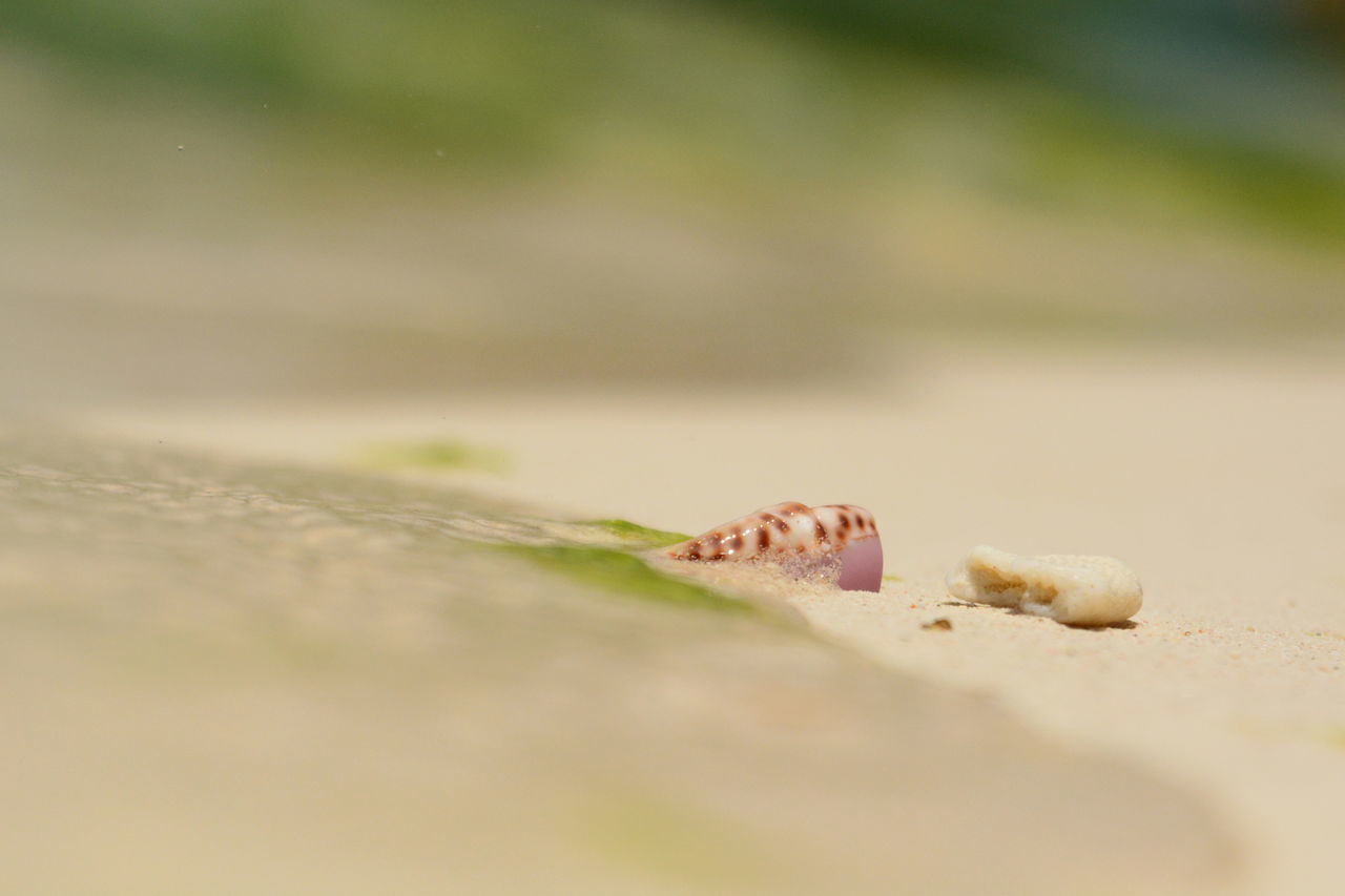SURFACE LEVEL OF INSECT ON SAND