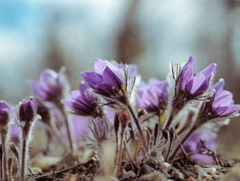 Close-up of purple flowering plant