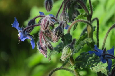 Close-up of purple flowering plant