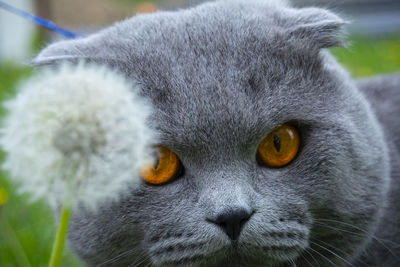 Close-up portrait of a cat