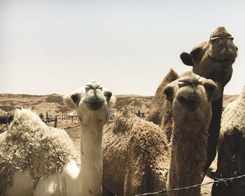 View of a horse against clear sky