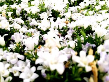 Close-up of white flowering plants