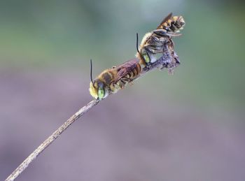 Close-up of damselfly on leaf