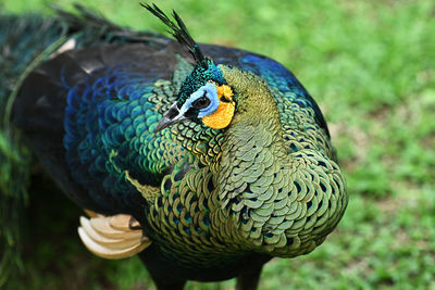 Close-up of peacock