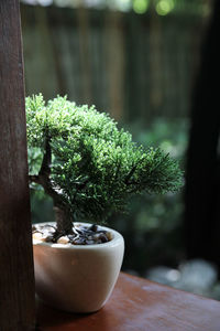 Close-up of potted plant on table