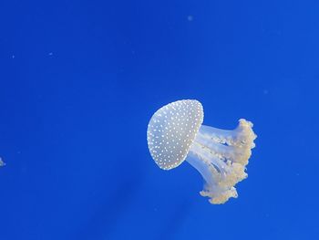 Jellyfish swimming in sea